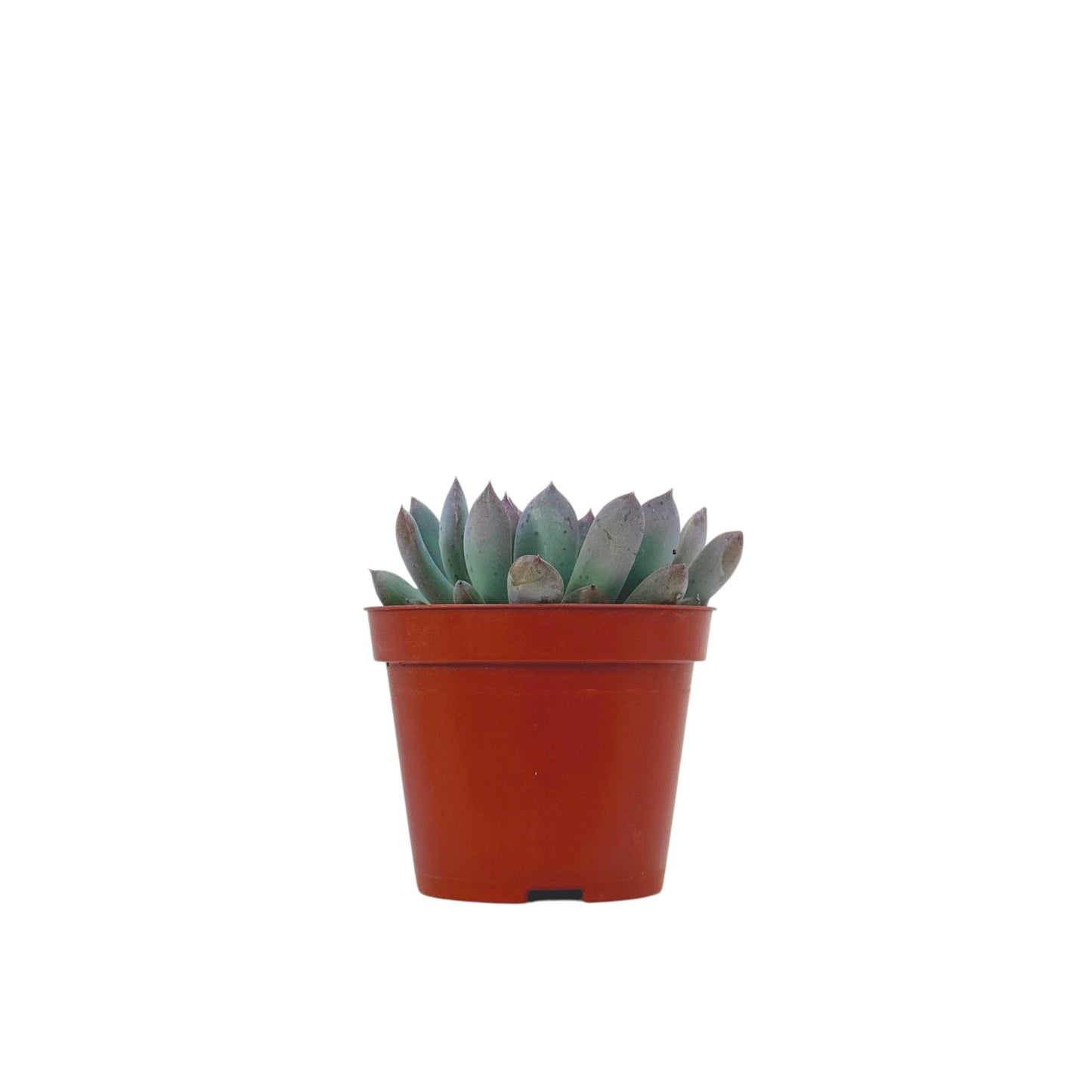 Echeveria Pulidonis