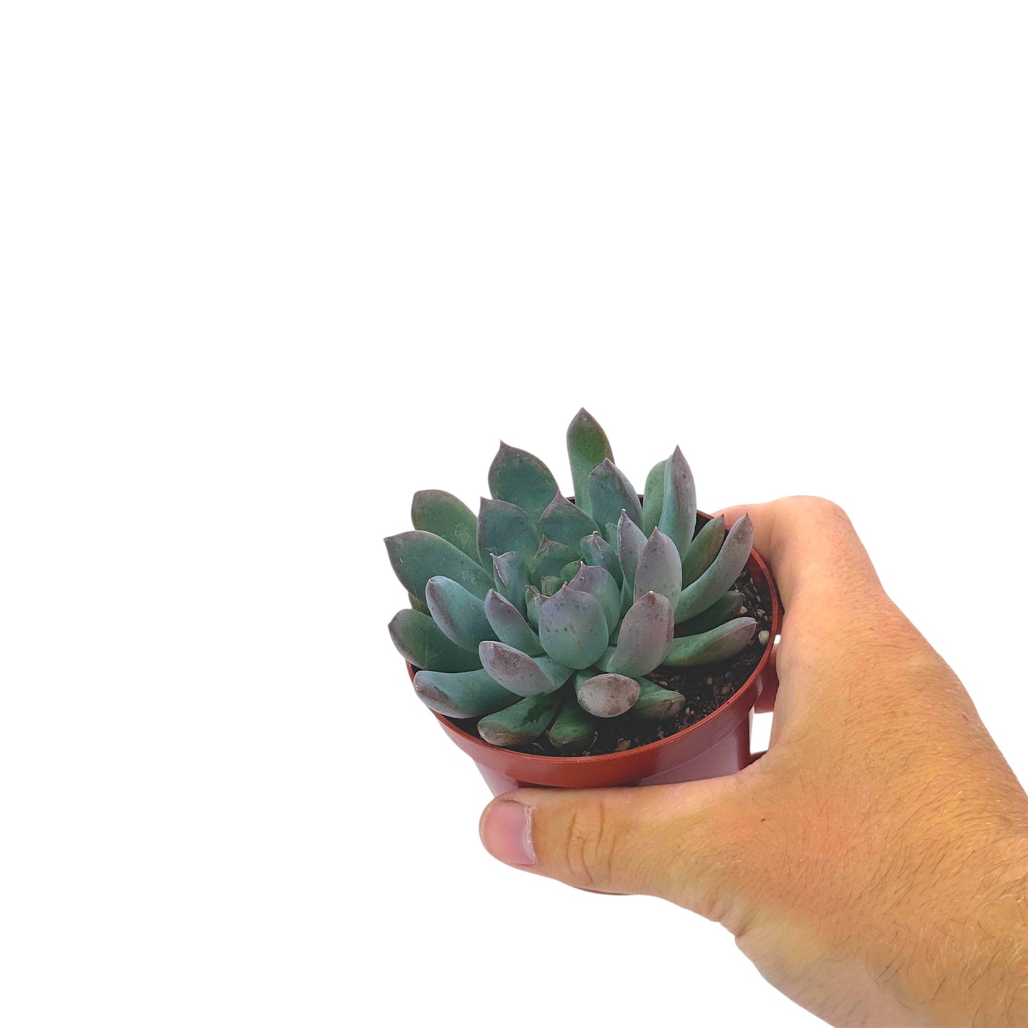 Echeveria Pulidonis