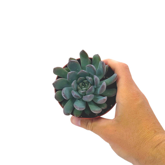 Echeveria Pulidonis