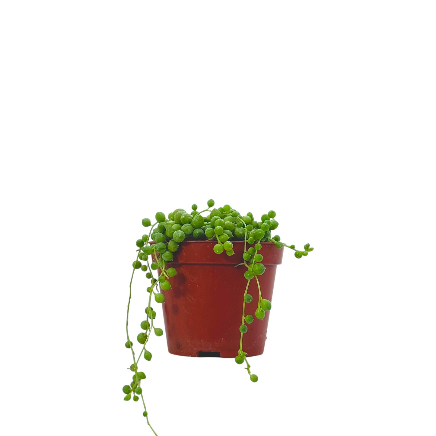 String Of Pearls