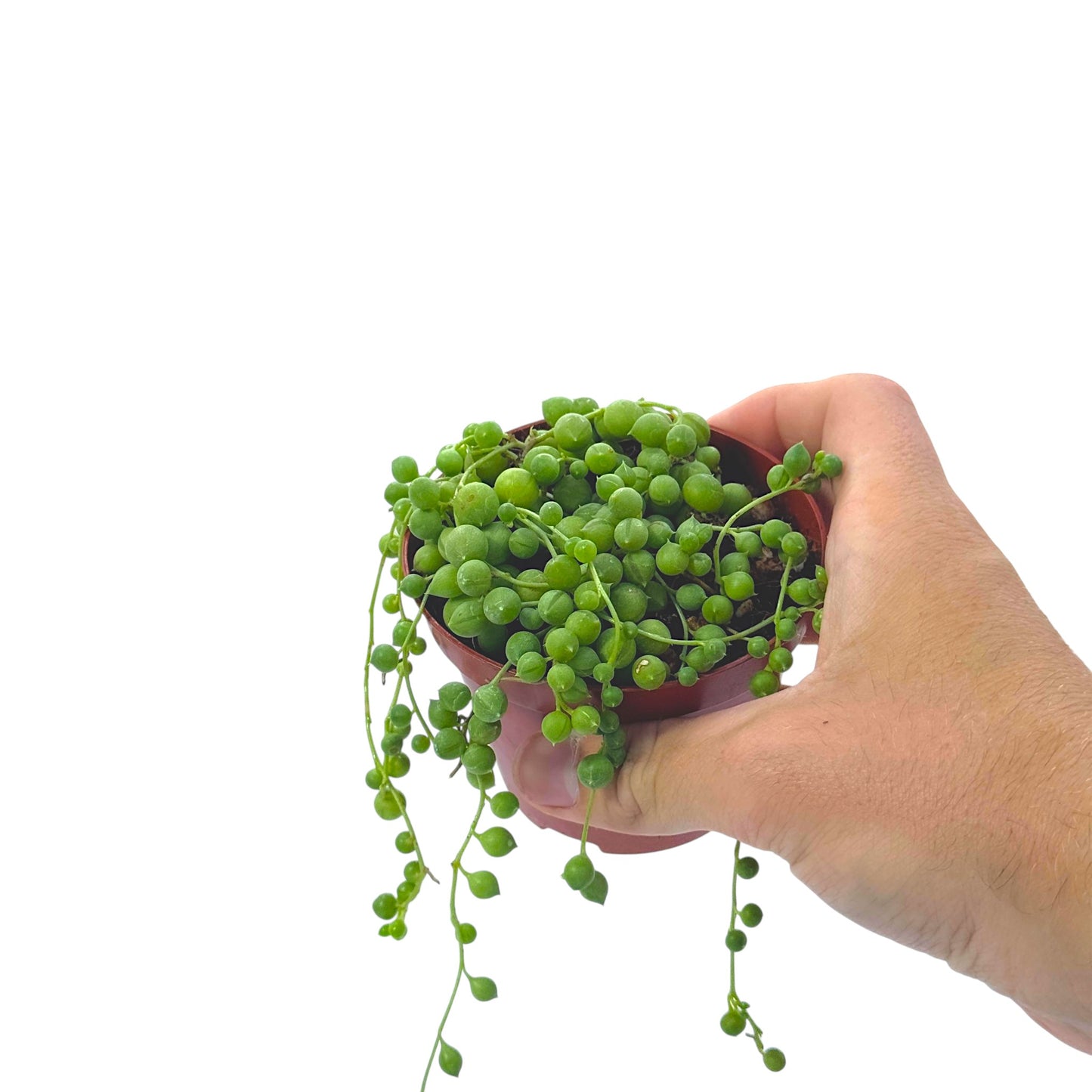 String Of Pearls