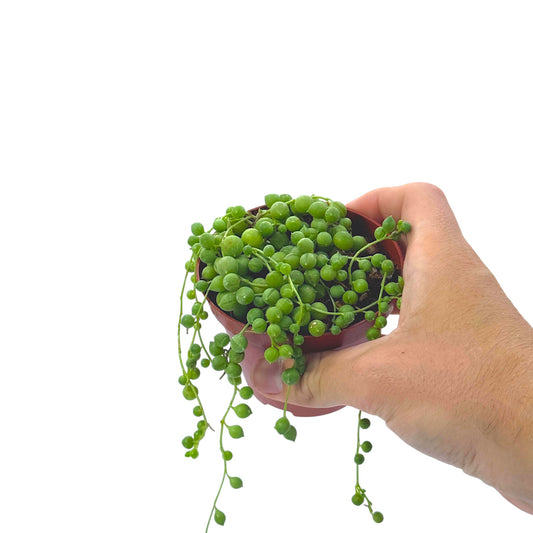 String Of Pearls