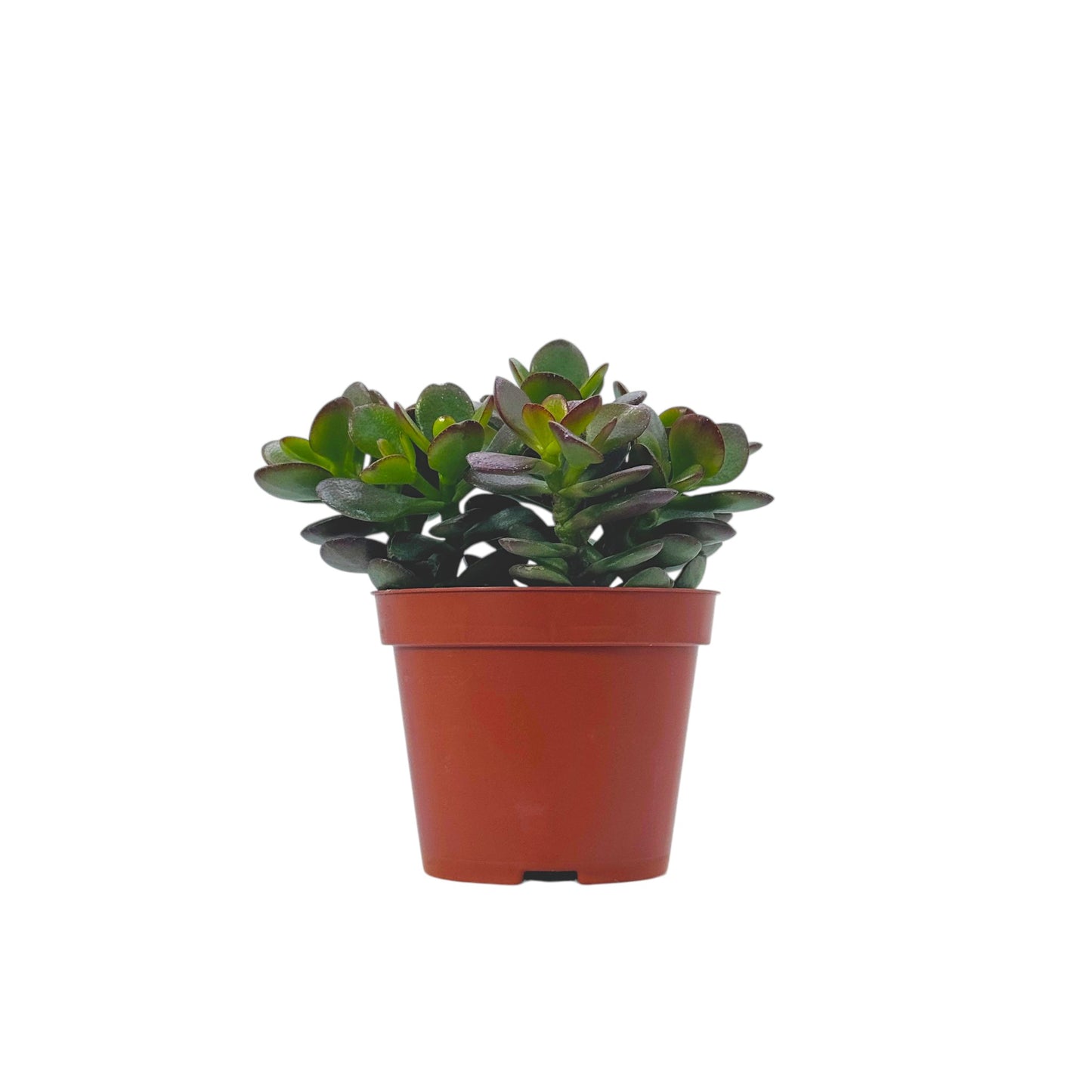 Crassula Ovata Minor