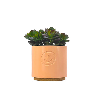 Crassula Ovata Minor