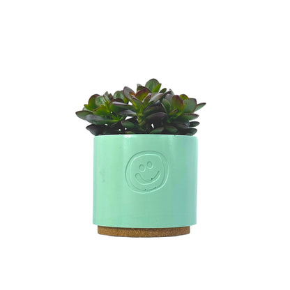 Crassula Ovata Minor