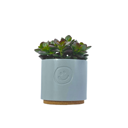 Crassula Ovata Minor