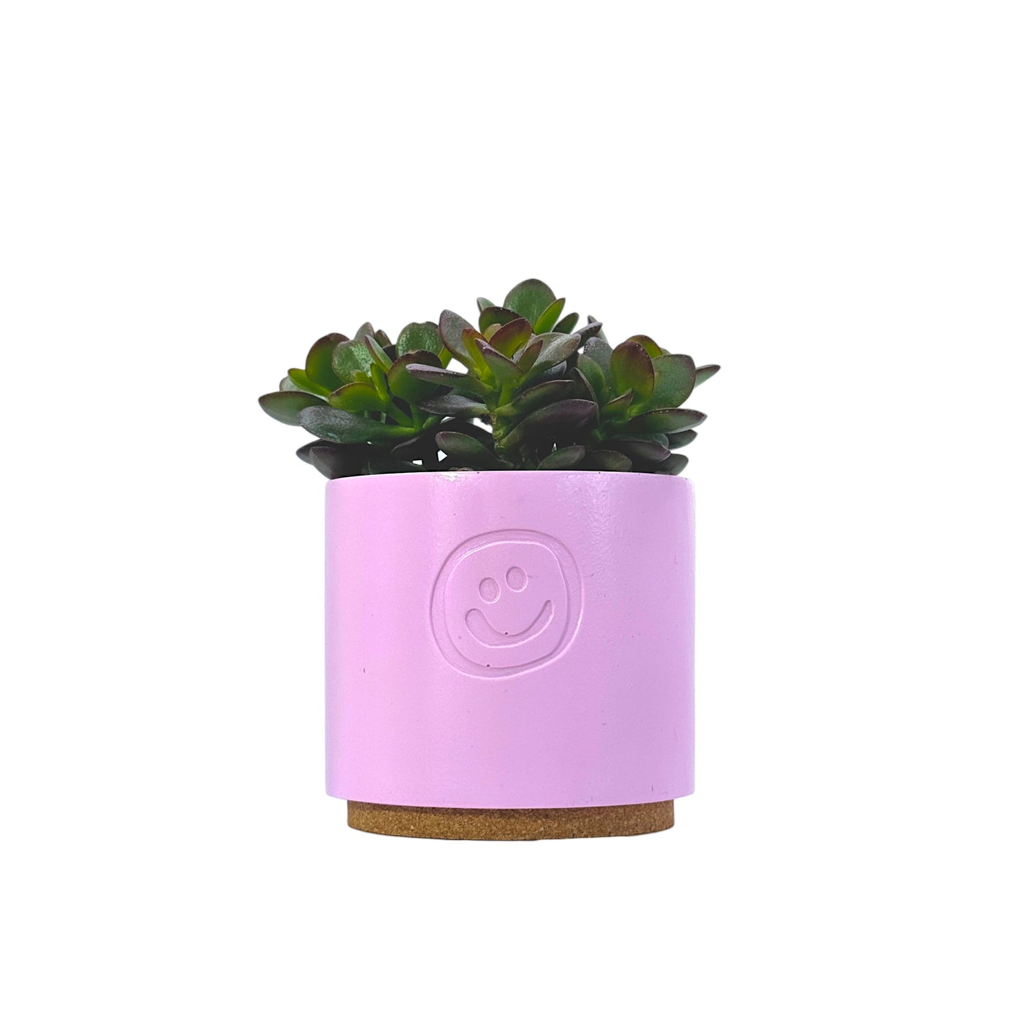 Crassula Ovata Minor