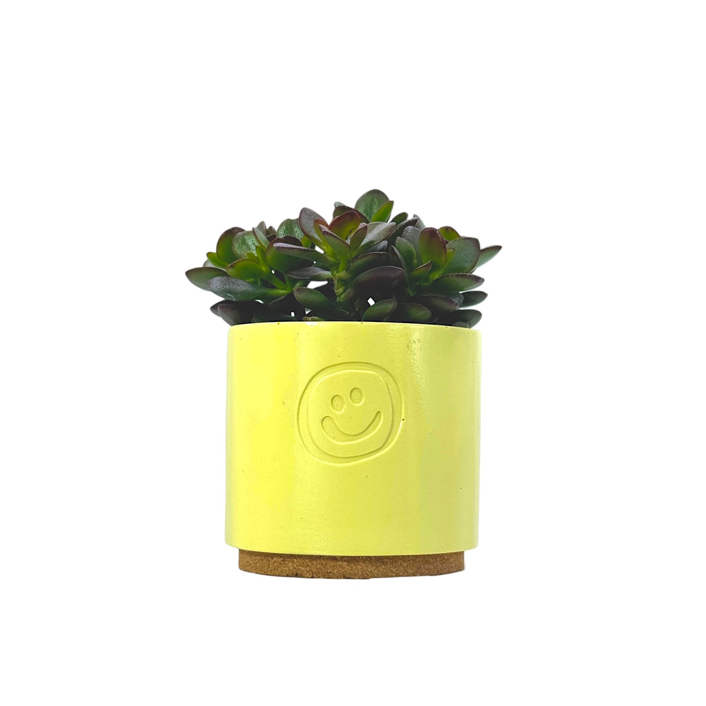 Crassula Ovata Minor