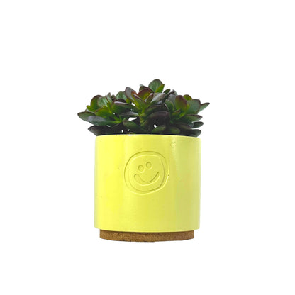 Crassula Ovata Minor
