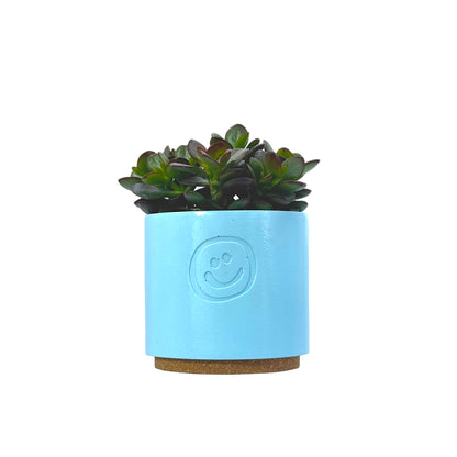 Crassula Ovata Minor