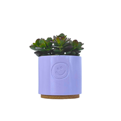 Crassula Ovata Minor