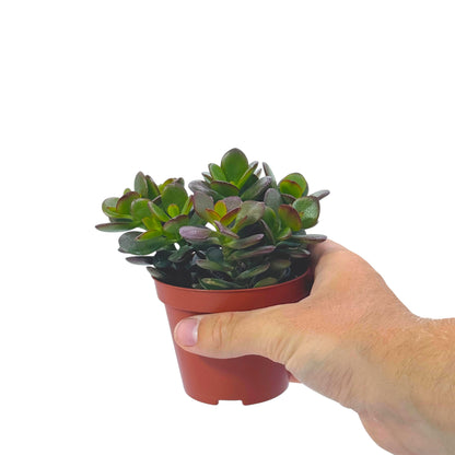 Crassula Ovata Minor