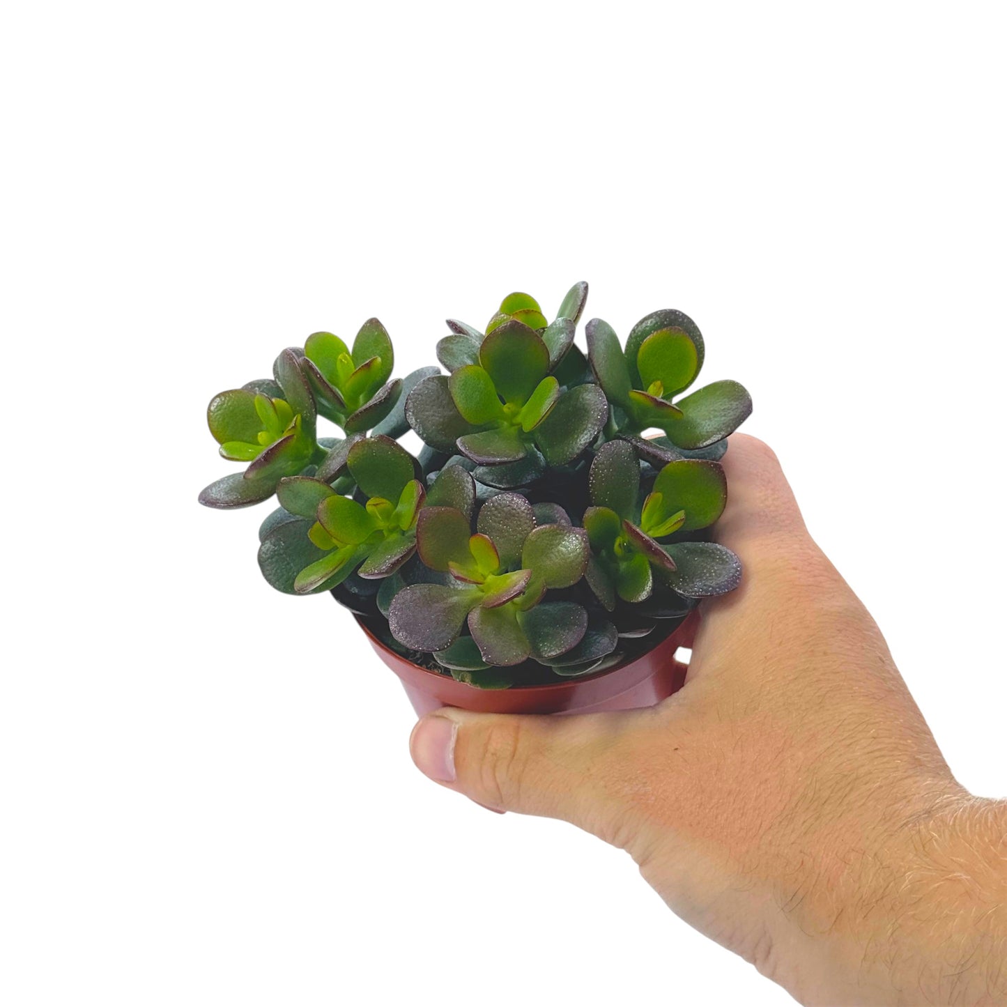 Crassula Ovata Minor