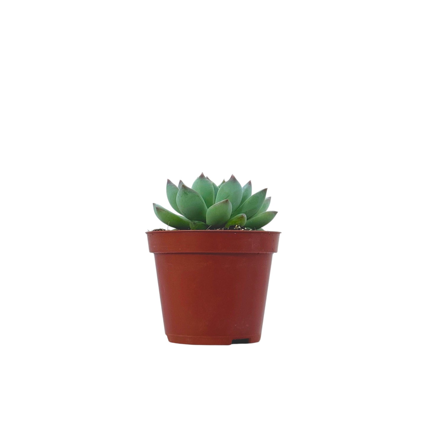 Echeveria secunda
