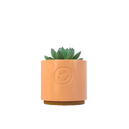 Echeveria secunda
