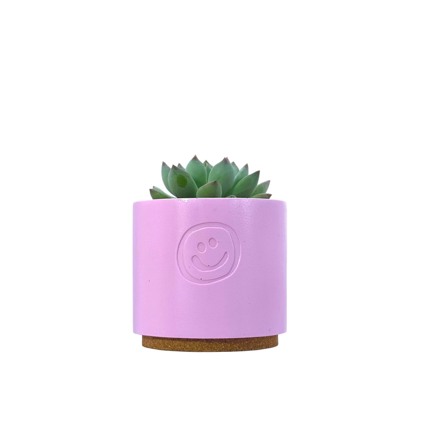 Echeveria secunda