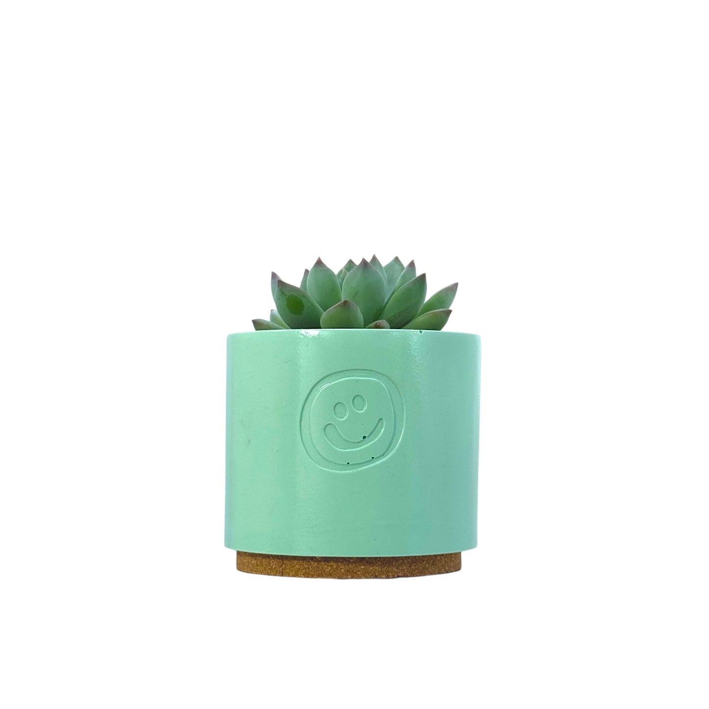 Echeveria secunda