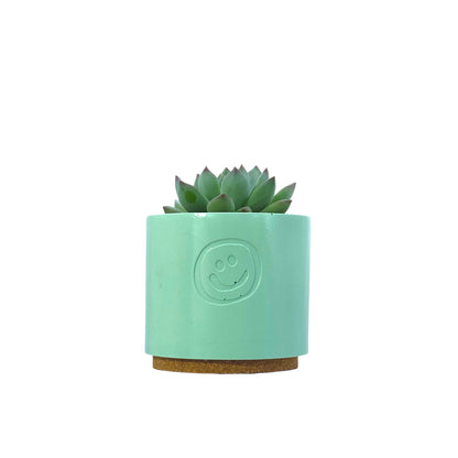 Echeveria secunda