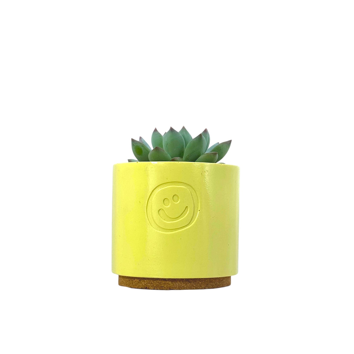 Echeveria secunda
