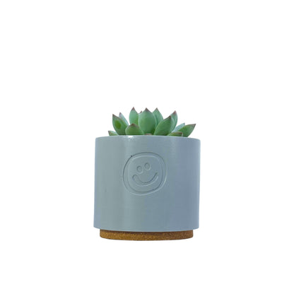 Echeveria secunda