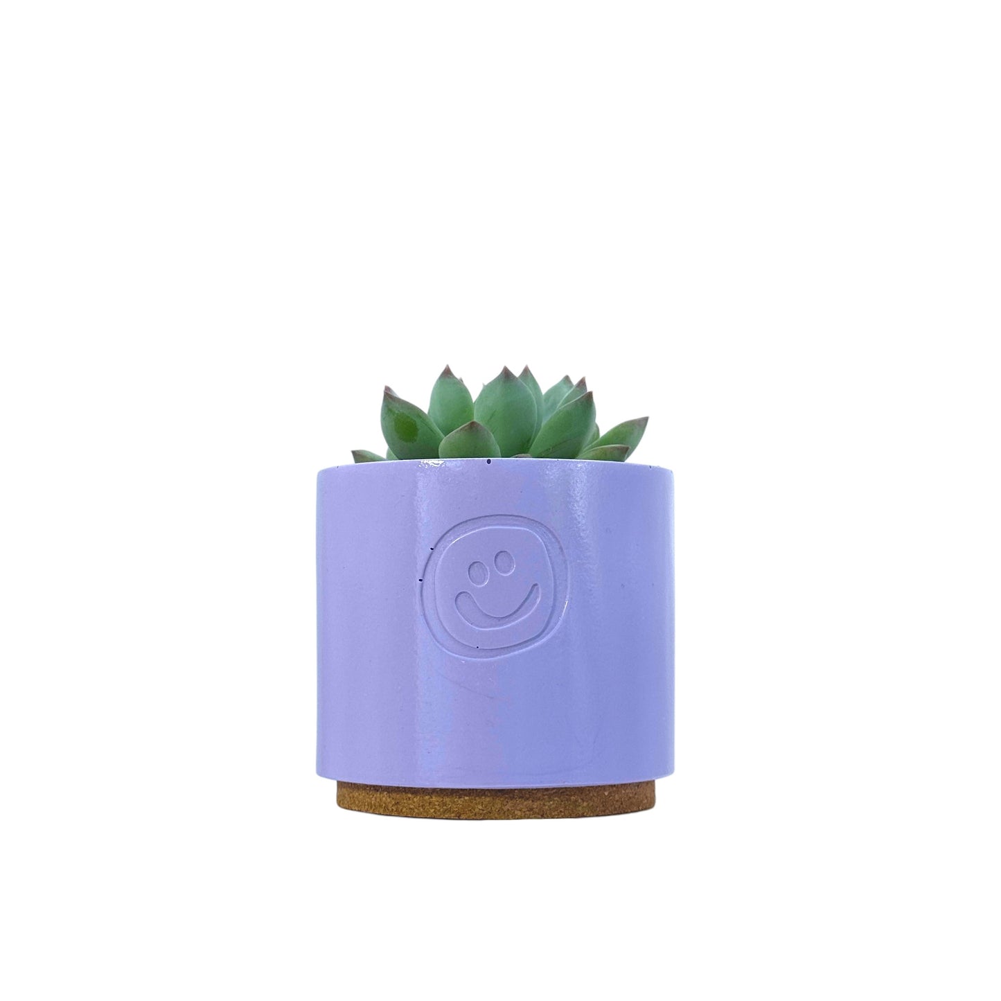 Echeveria secunda