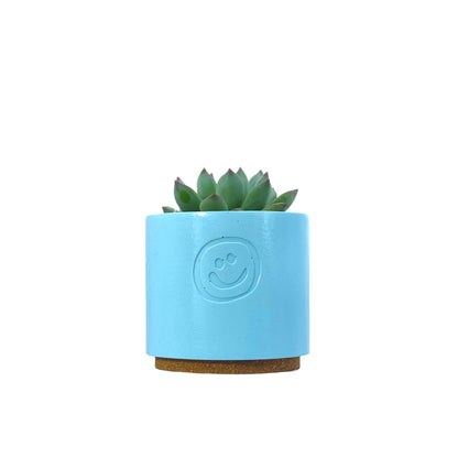 Echeveria secunda