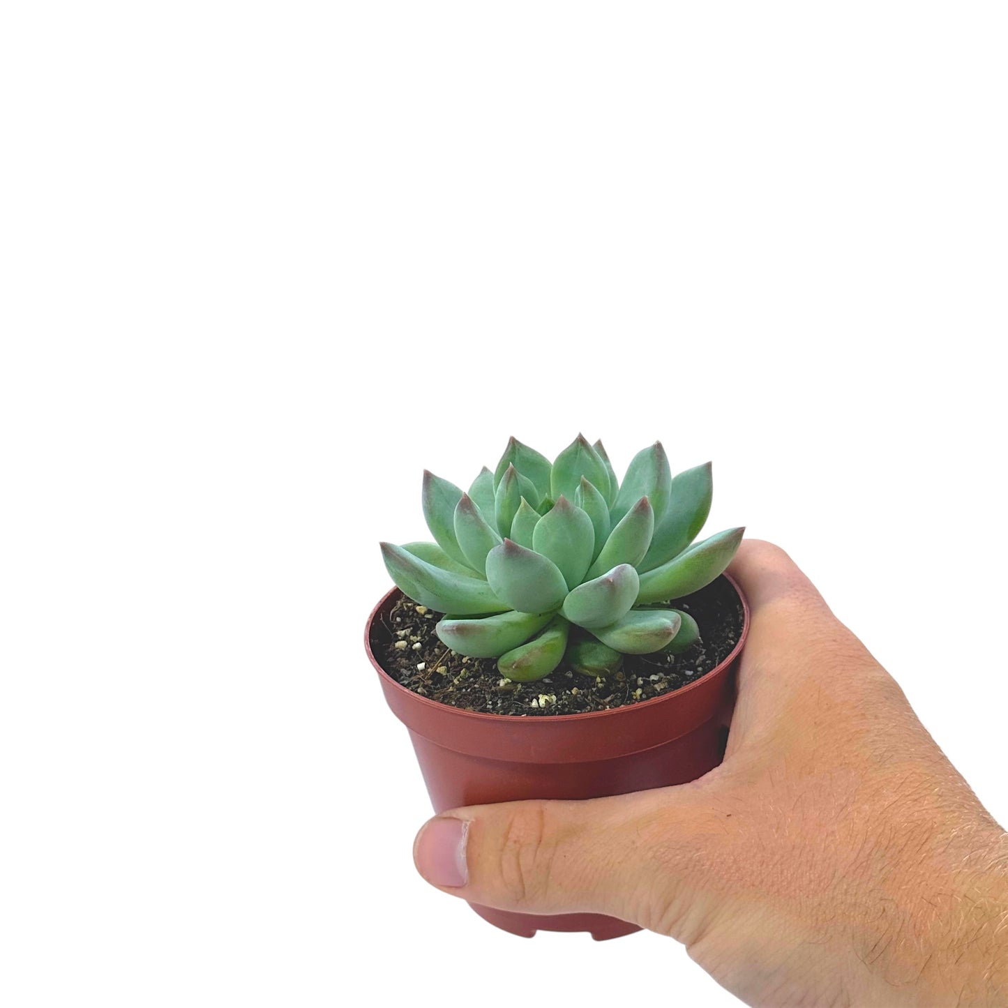 Echeveria secunda
