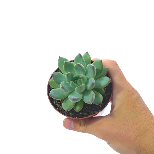 Echeveria secunda