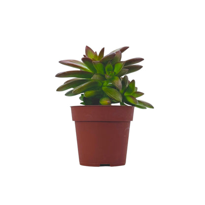 Coppertone Stonecrop