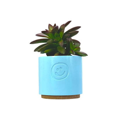 Coppertone Stonecrop
