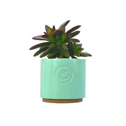 Coppertone Stonecrop