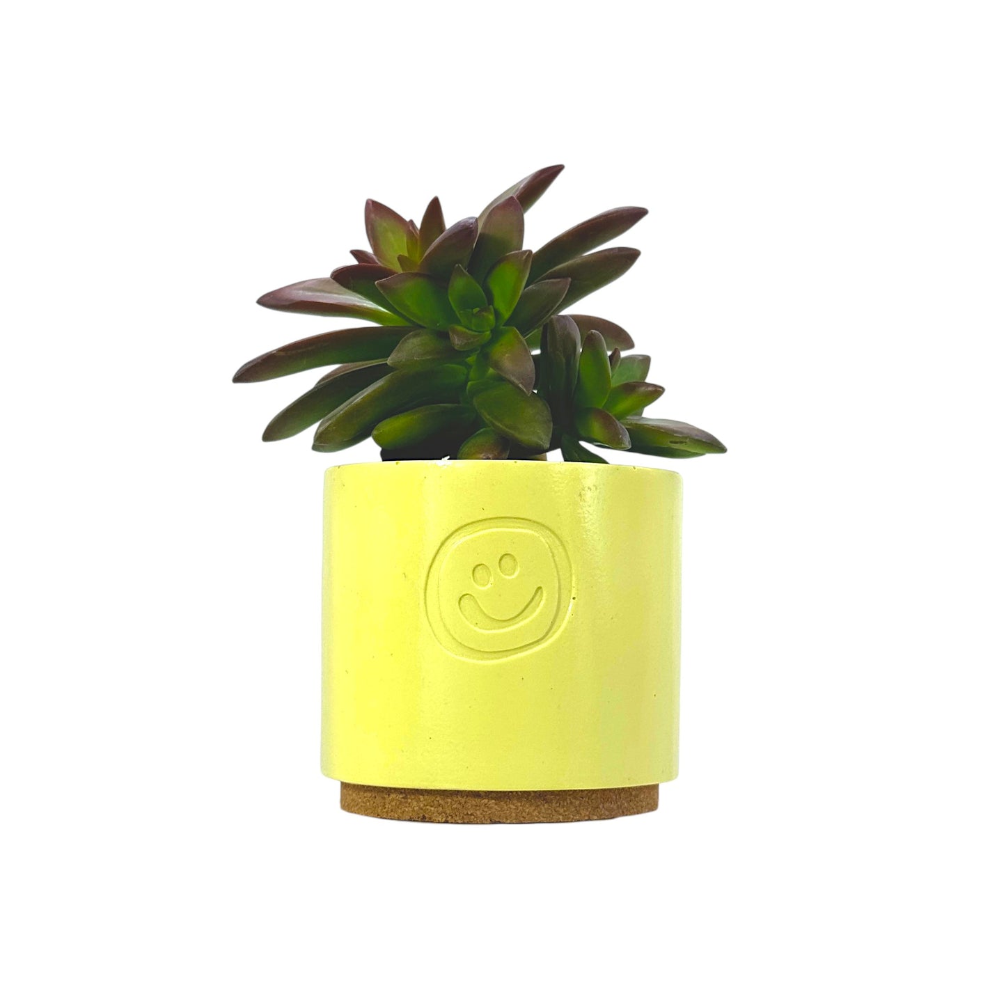 Coppertone Stonecrop