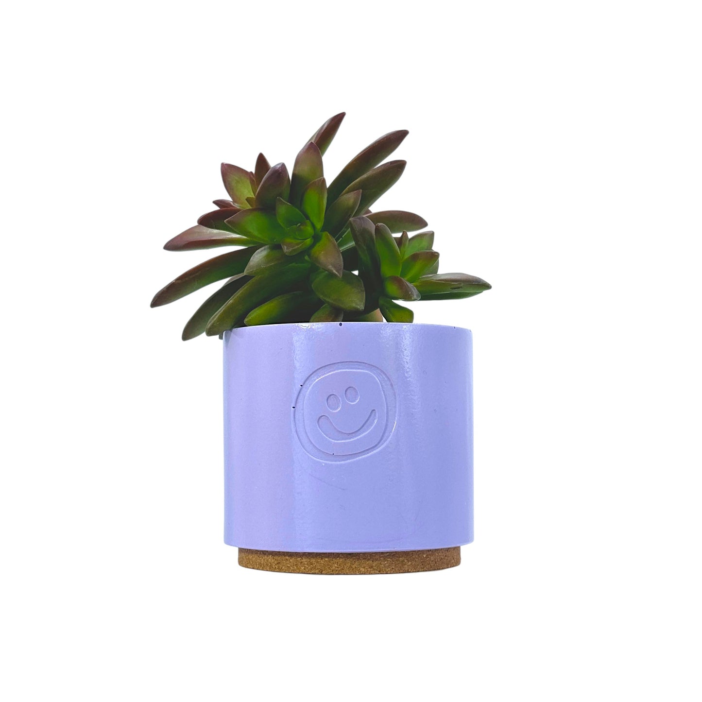 Coppertone Stonecrop