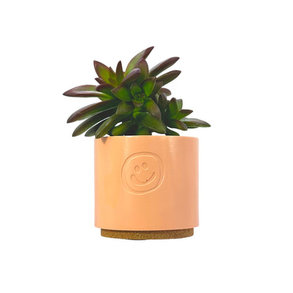 Coppertone Stonecrop