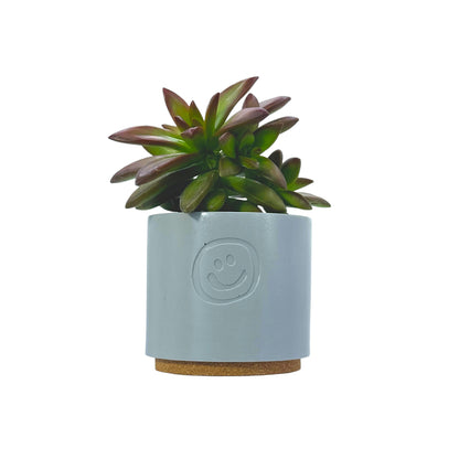 Coppertone Stonecrop