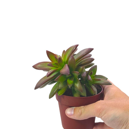Coppertone Stonecrop