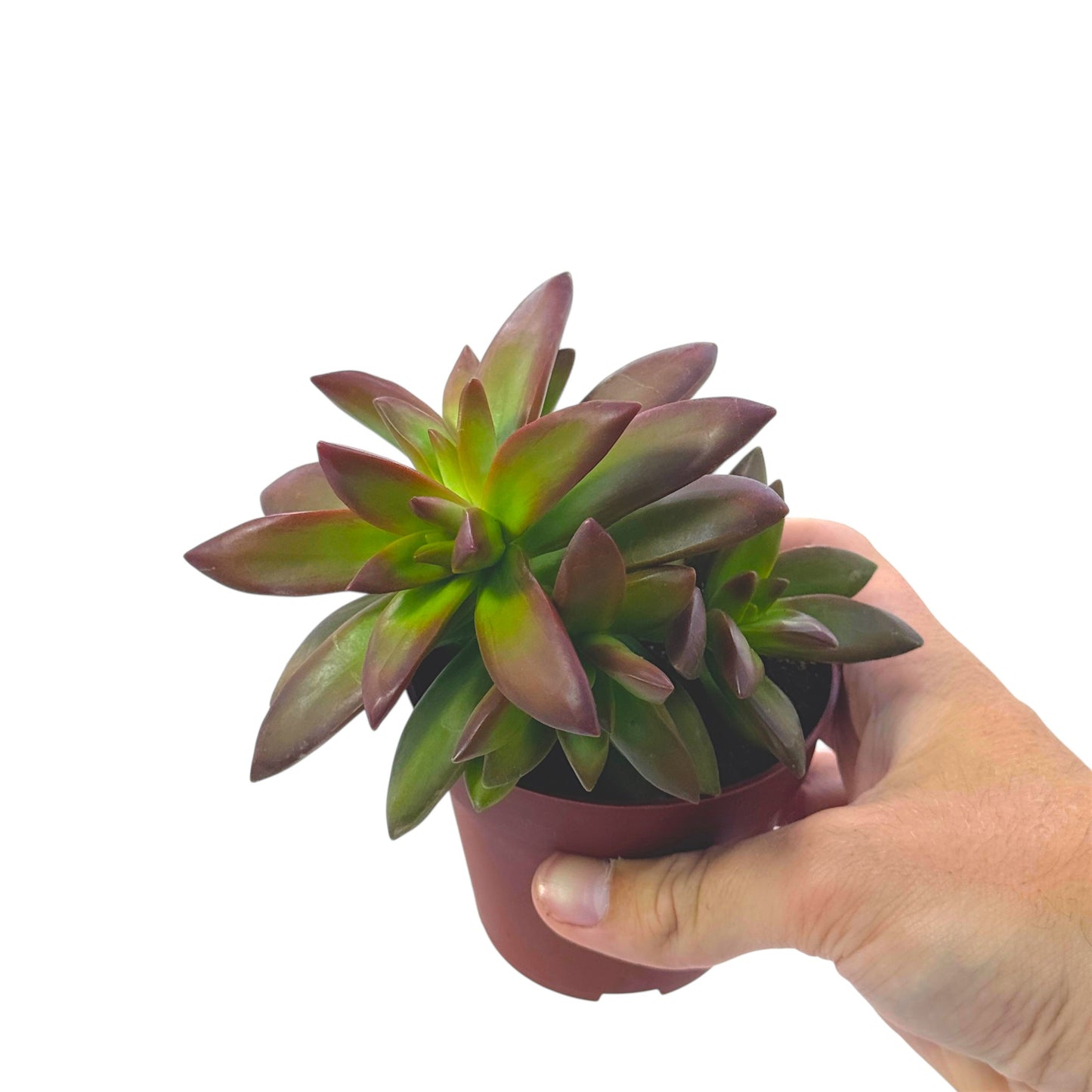 Coppertone Stonecrop