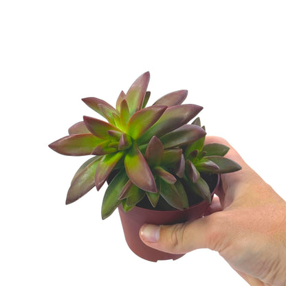 Coppertone Stonecrop
