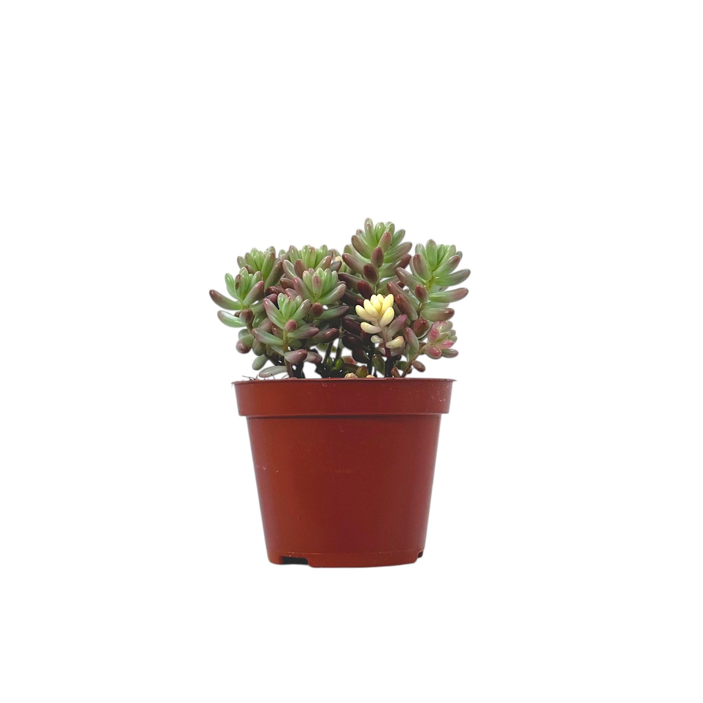 Sedum Jelly Bean