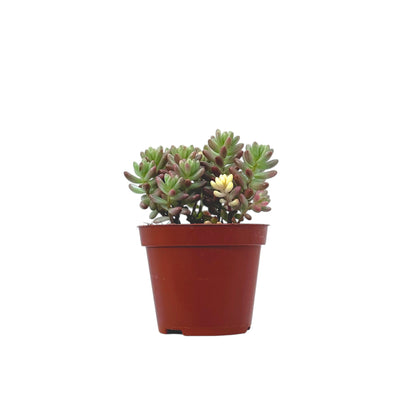 Sedum Jelly Bean