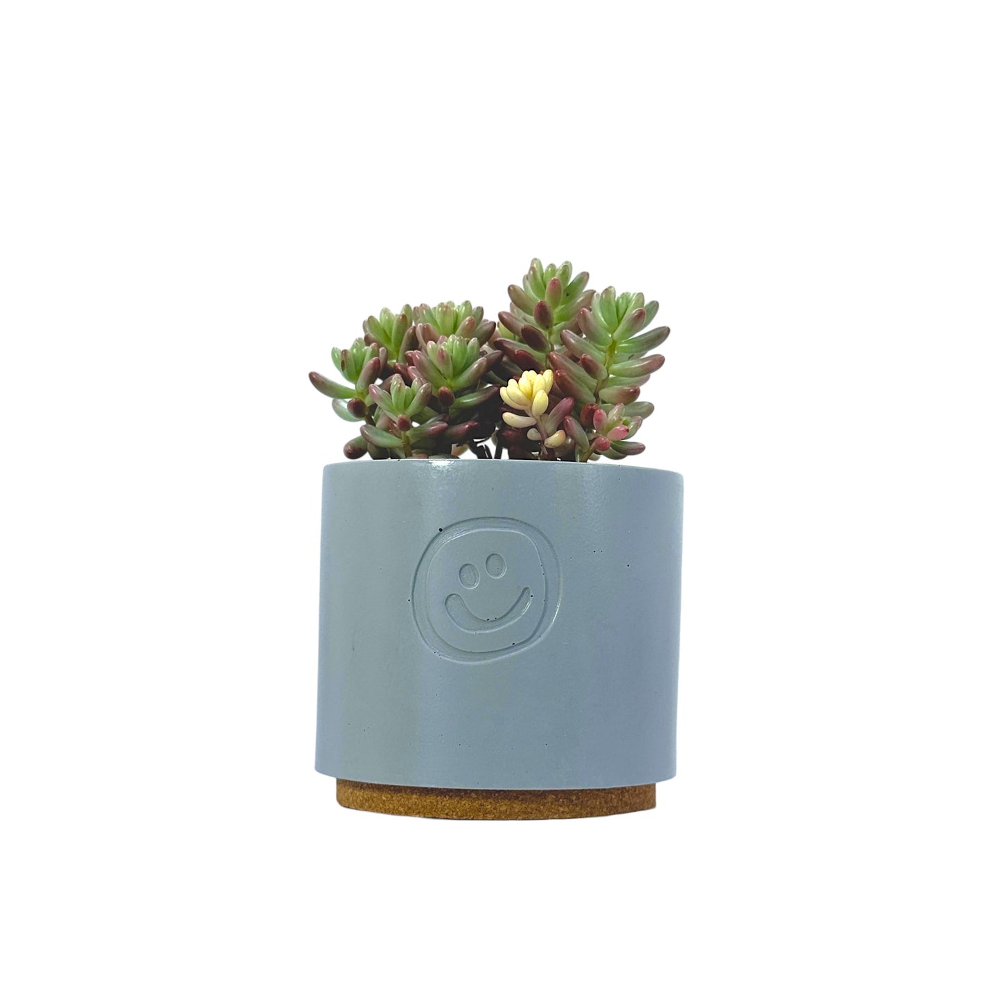 Sedum Jelly Bean
