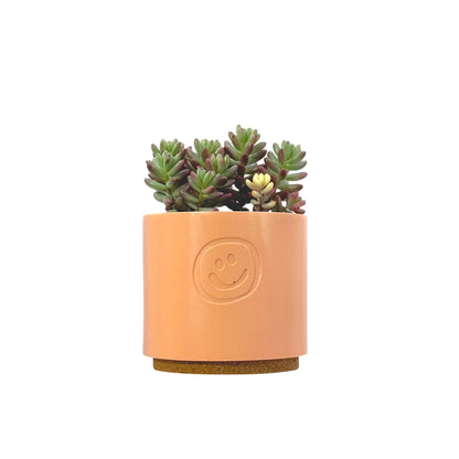 Sedum Jelly Bean