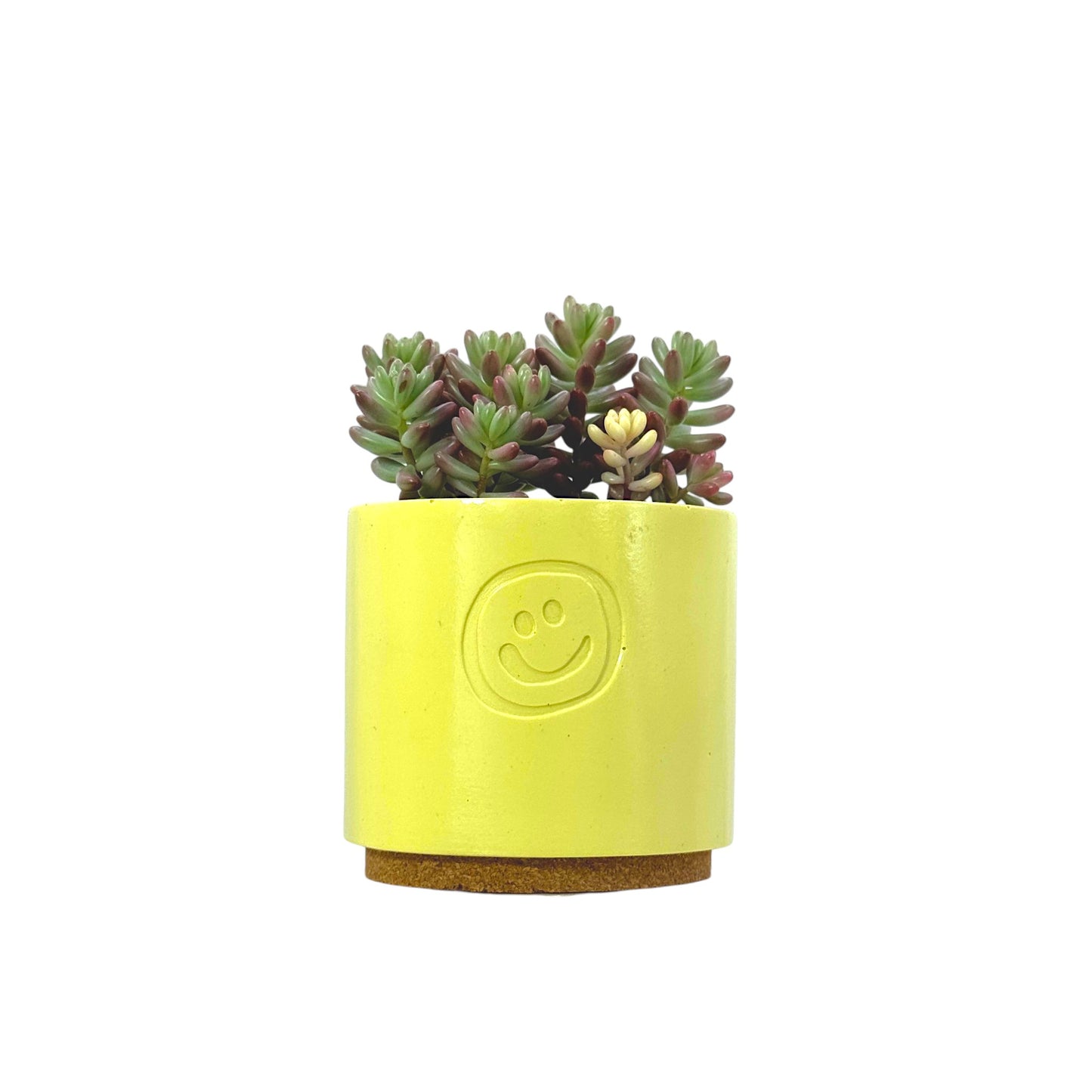 Sedum Jelly Bean