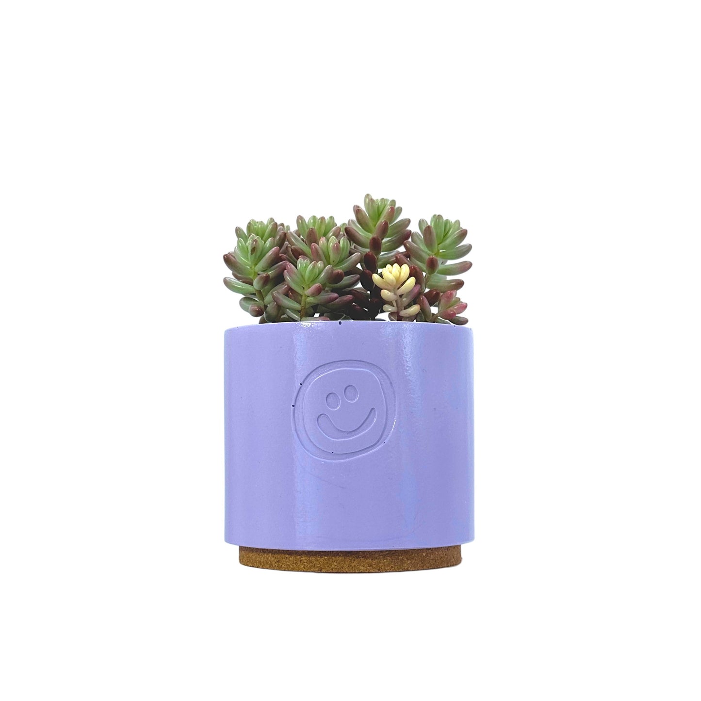 Sedum Jelly Bean
