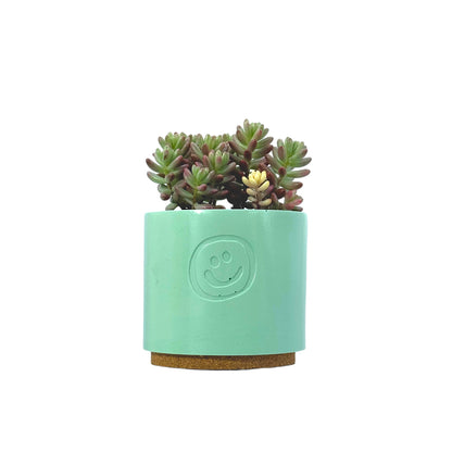 Sedum Jelly Bean