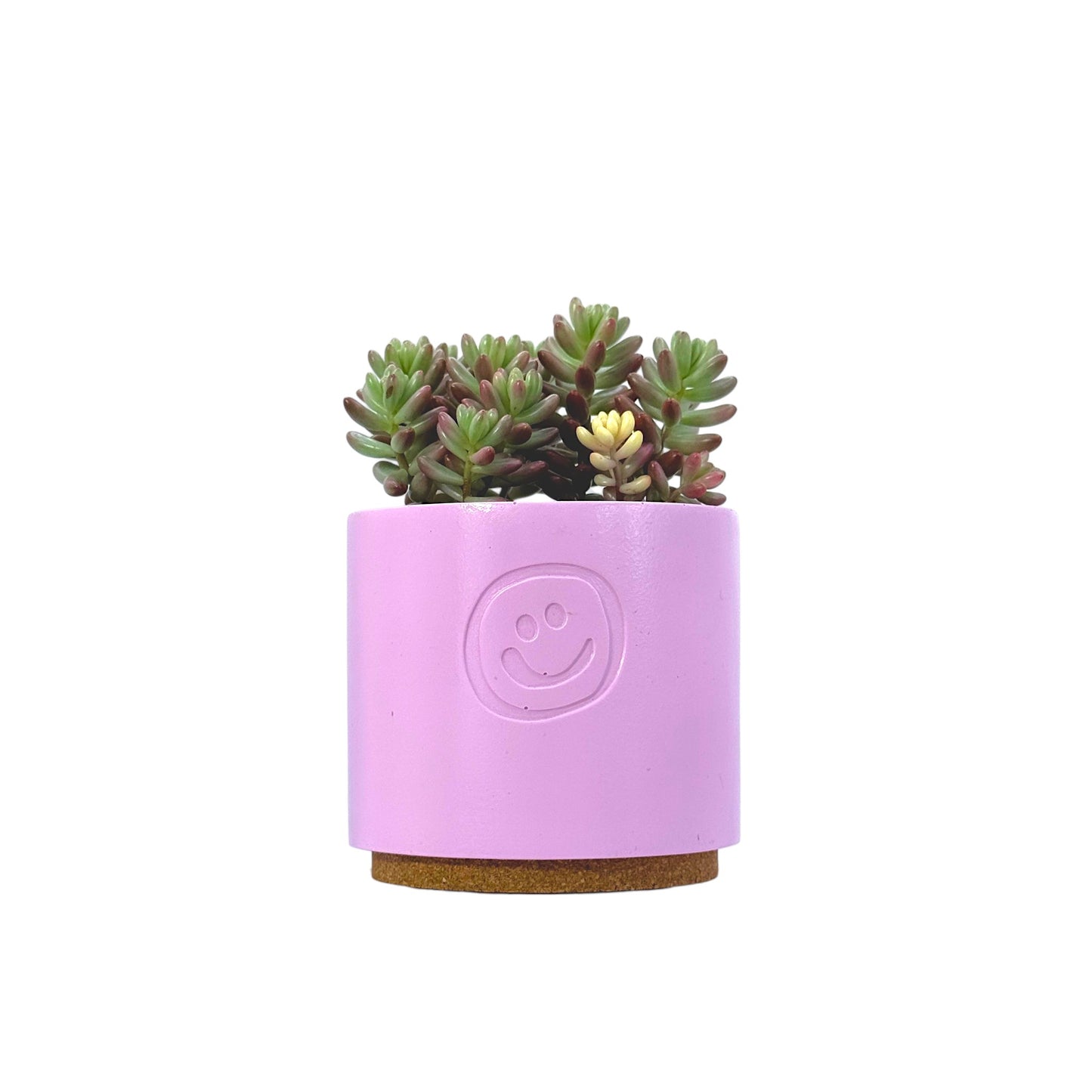 Sedum Jelly Bean