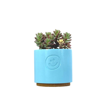 Sedum Jelly Bean