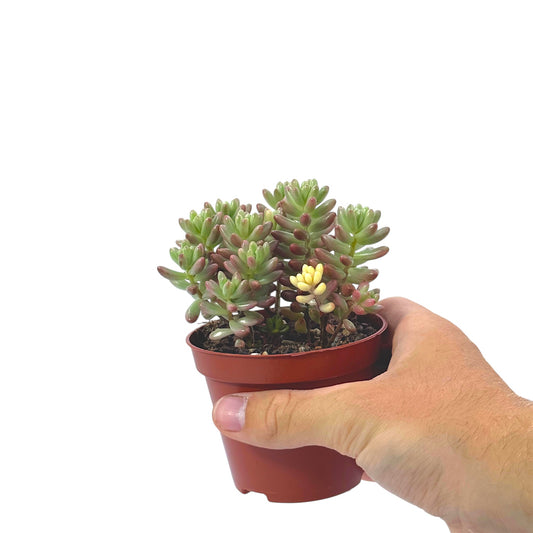 Sedum Jelly Bean