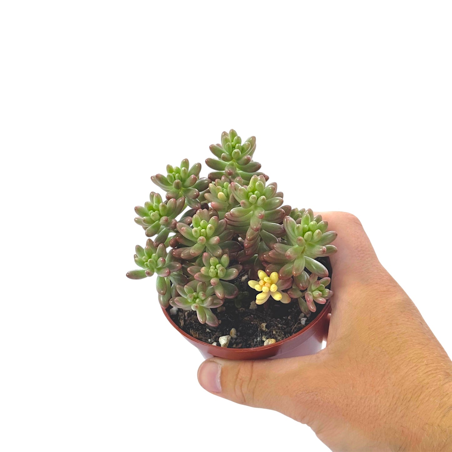 Sedum Jelly Bean