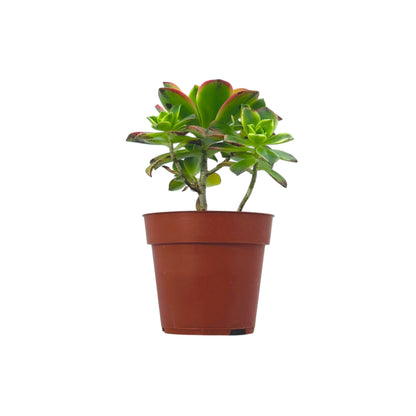 Aeonium Kiwi